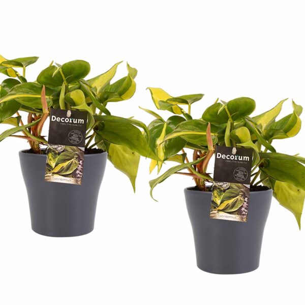 Duo Philodendron Brazil met potten Anna Grey