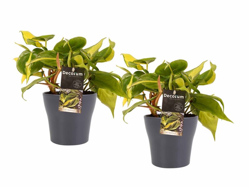Duo Philodendron Brazil met potten Anna Grey
