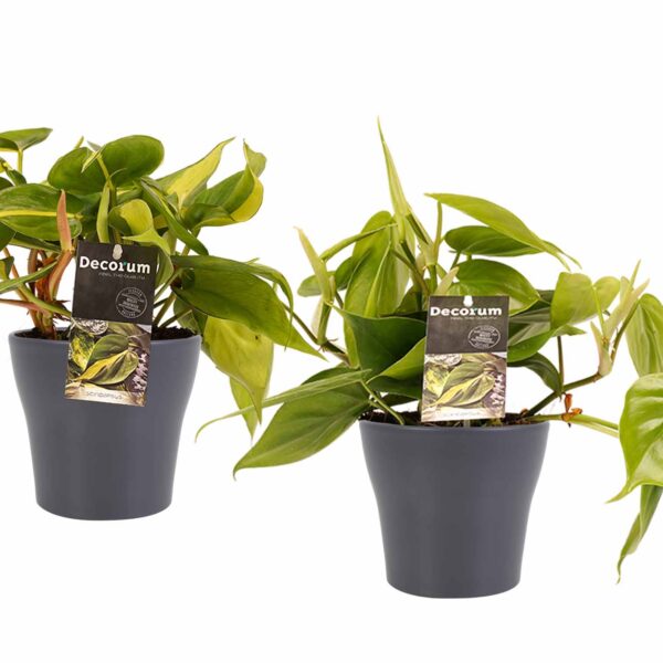 Duo Philodendron Brazil - Philodendron Scandens met potten Anna Grey