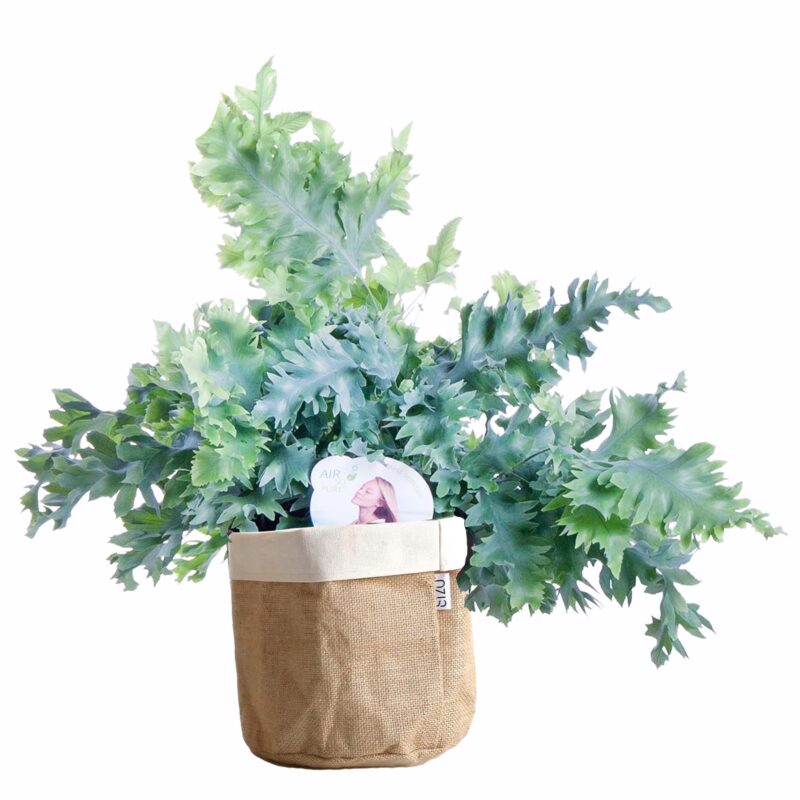 Phlebodium ‘Davana’ in bag (natural/wit)