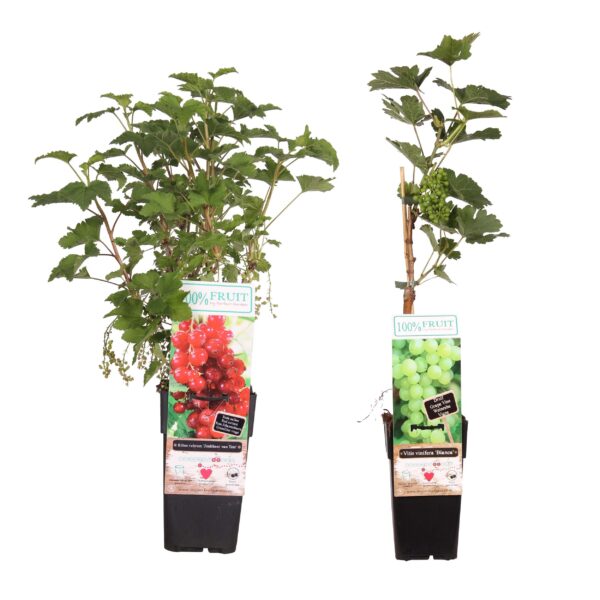 Combinatiepakket Vitis Bianca (druif) en Ribes ‘Jonkheer van Tets’ (aalbes)