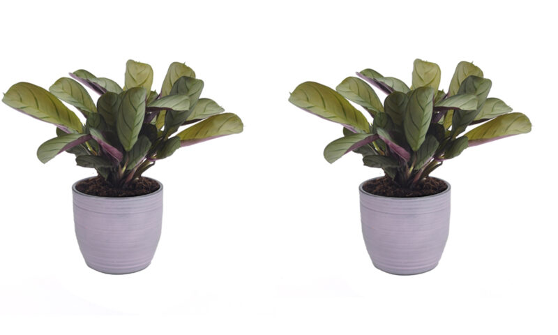 Twee Ctenanthe Amagris planten in pot van keramiek (paars)