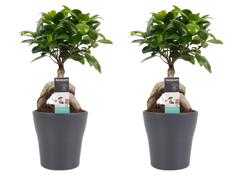 Twee Ficus Ginseng Bonsai Planten in Sierpot Grijs