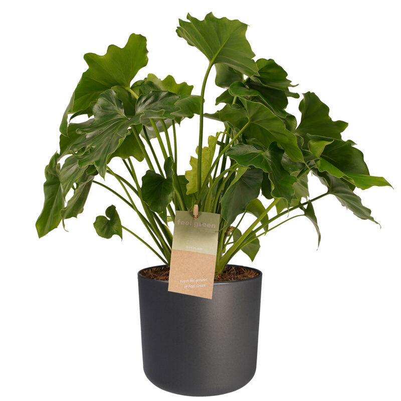 Philodendron Shangri La - in Elho b.for Sierpot Antraciet