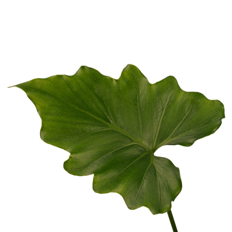 Philodendron Shangri La in Elho b.for Sierpot Wit