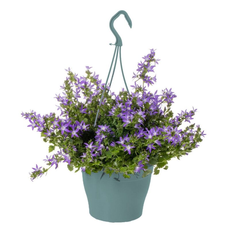 Campanula Adansa® Purple hangpot