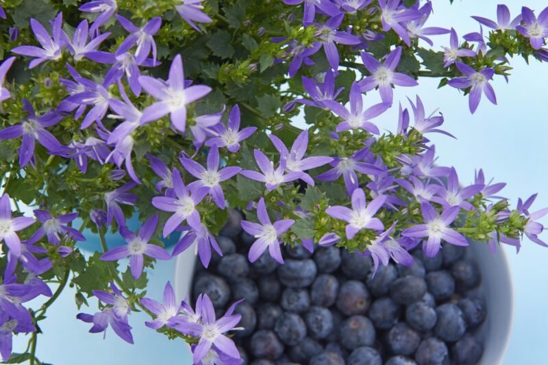 Campanula Adansa® Purple hangpot