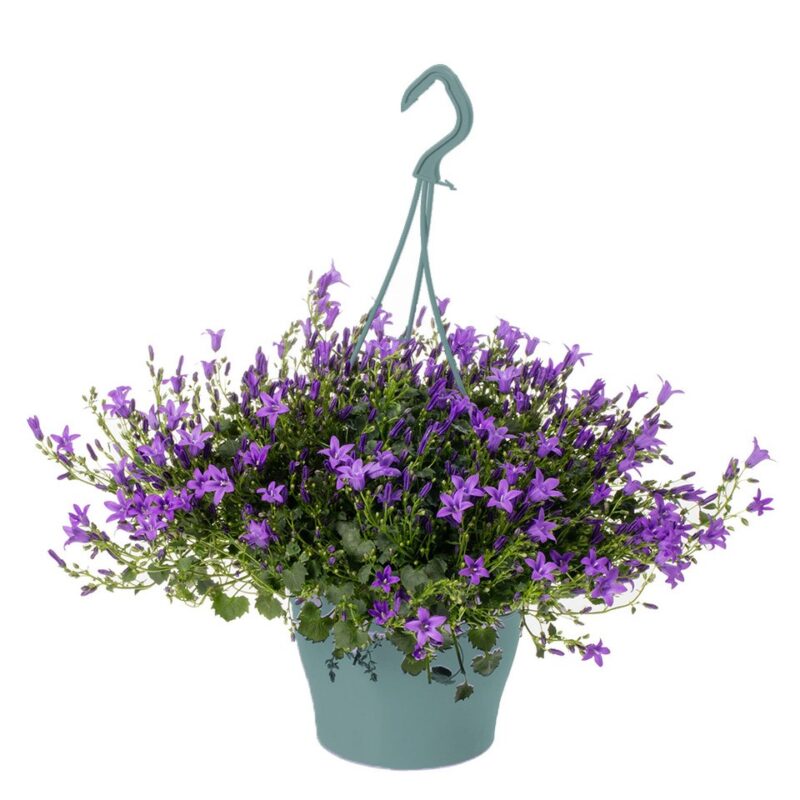 Campanula Ambella® Purple hangpot