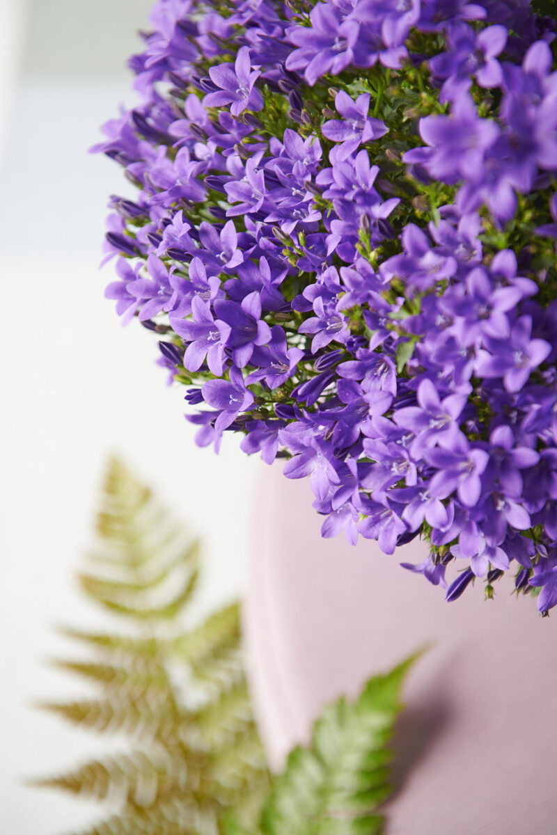 Campanula Ambella® Purple hangpot