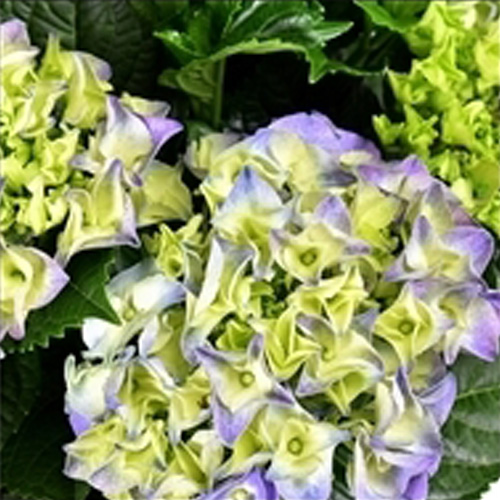 Hortensia Blauw in Decoratieve Pot