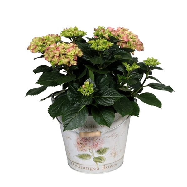 Hortensia Roze in Decoratieve Pot