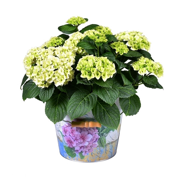 Hortensia Wit in Decoratieve Pot