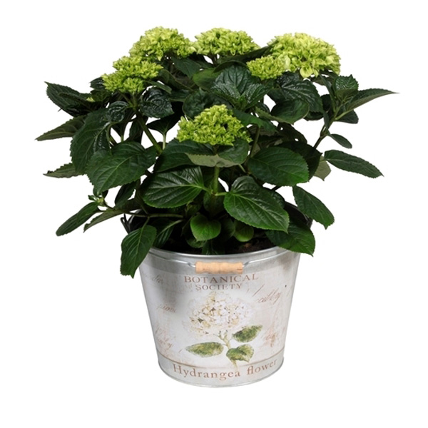 Hortensia Wit in Decoratieve Pot