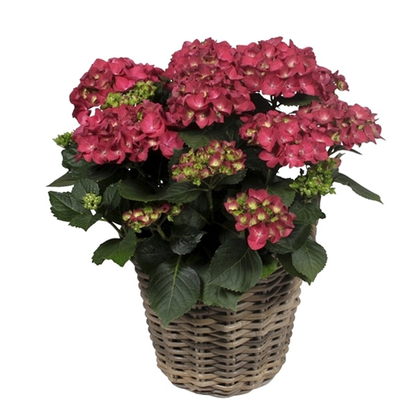 Hortensia Rood in Rattan mand