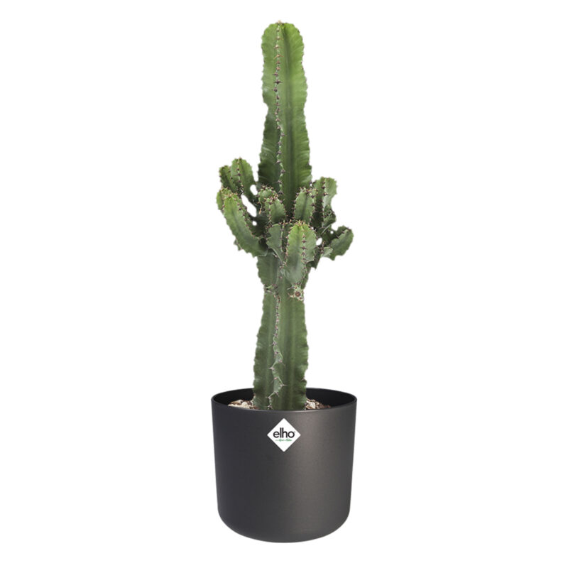 Euphorbia cactus in ELHO sierpot (antraciet)