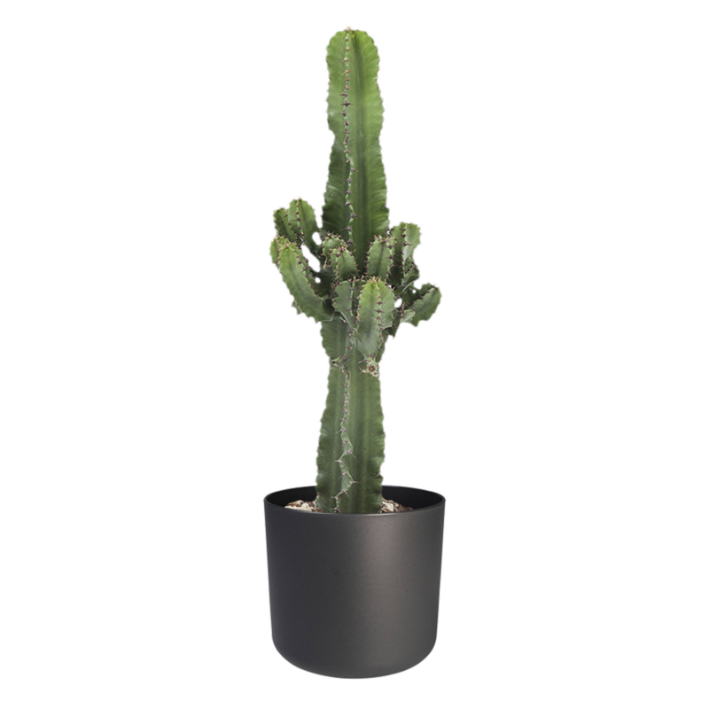 Euphorbia cactus in ELHO sierpot (antraciet)