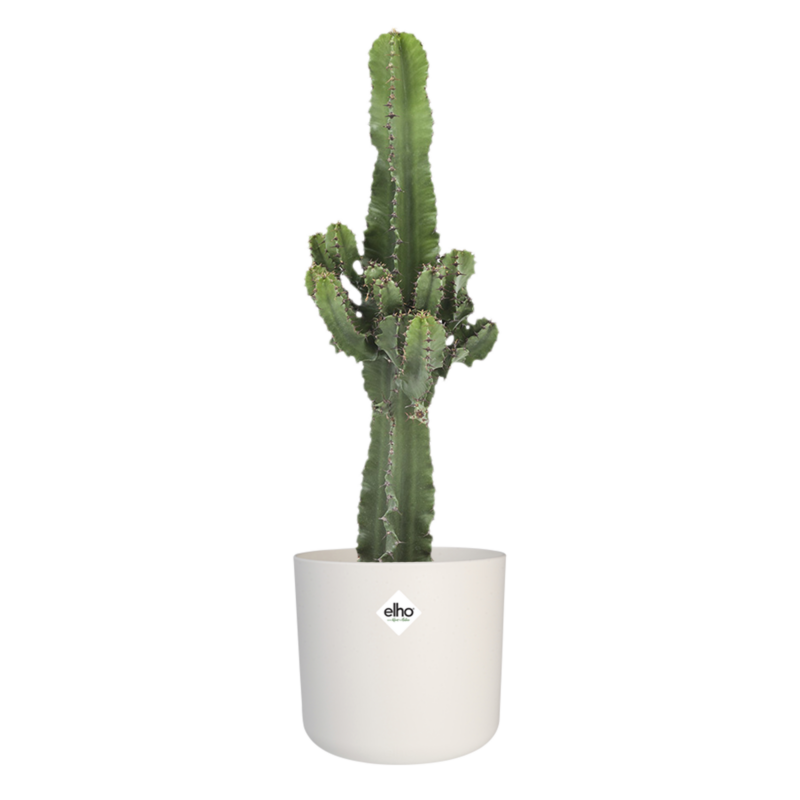 Euphorbia cactus in ELHO sierpot (wit)