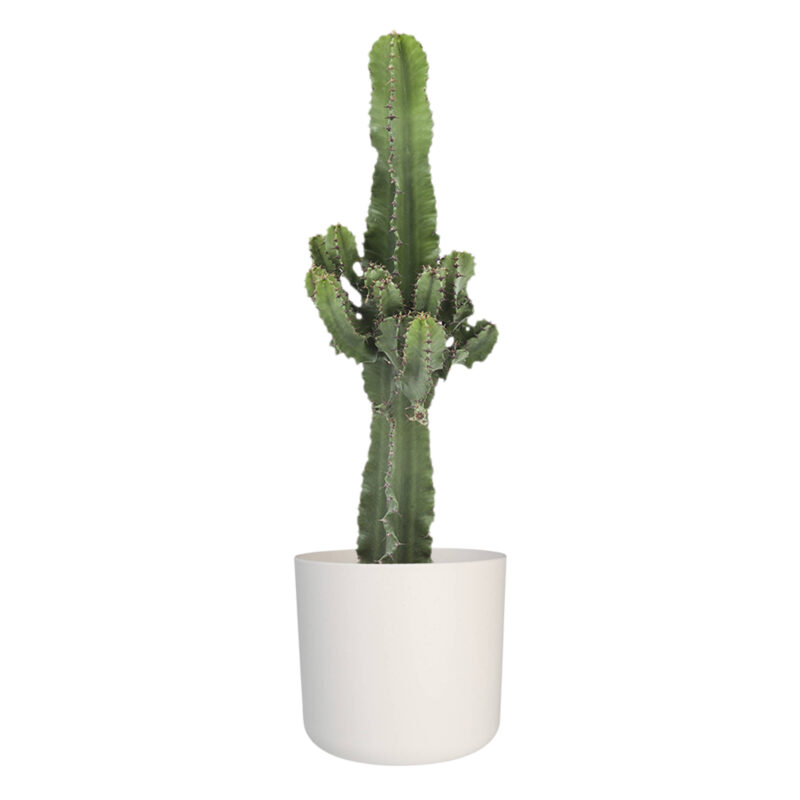 Euphorbia cactus in ELHO sierpot (wit)