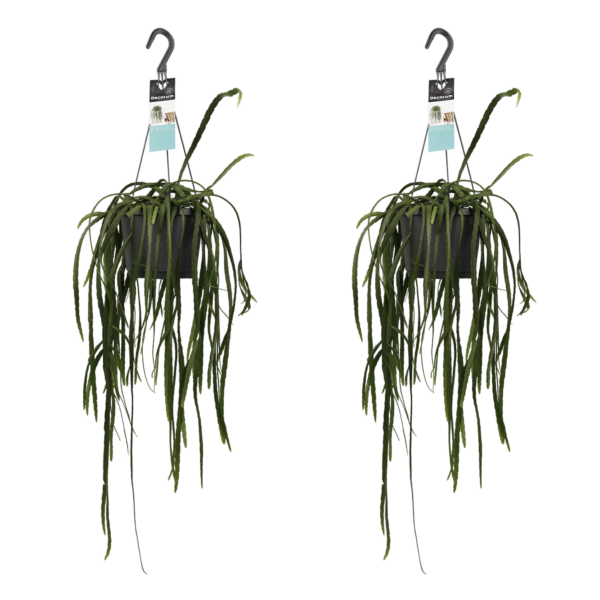 Twee Lepismium bolivianum Hangplanten