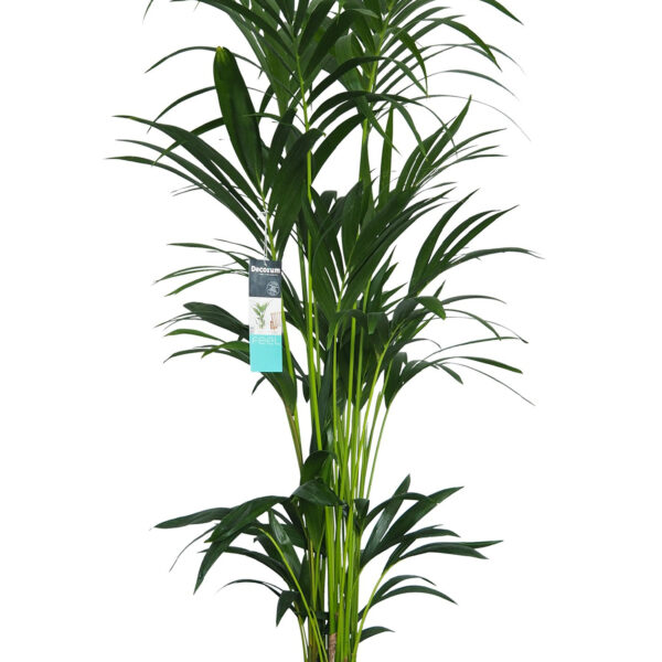 Kentia Palm in elho Sierpot b.for Antraciet
