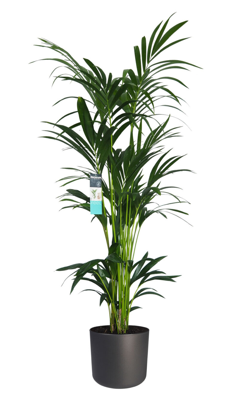 Kentia Palm in elho Sierpot b.for Antraciet