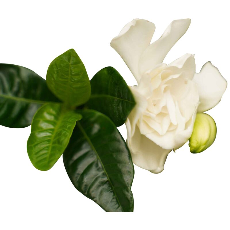 Kaapse Jasmijn (Gardenia Jasminoïdes)