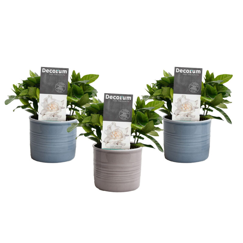 Mini Green | Drie Kaapse Jasmijn plantjes in potjes van keramiek