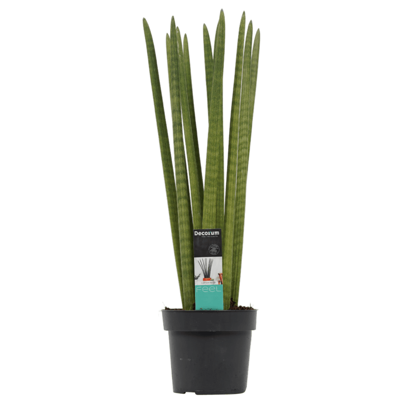 Sansevieria Cylindrica recht 70cm