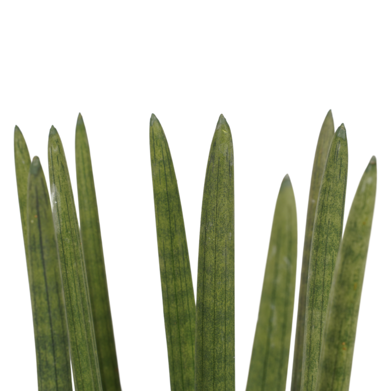 Sansevieria Cylindrica recht 70cm