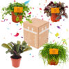 Planten Surprise Box 4 Plantjes
