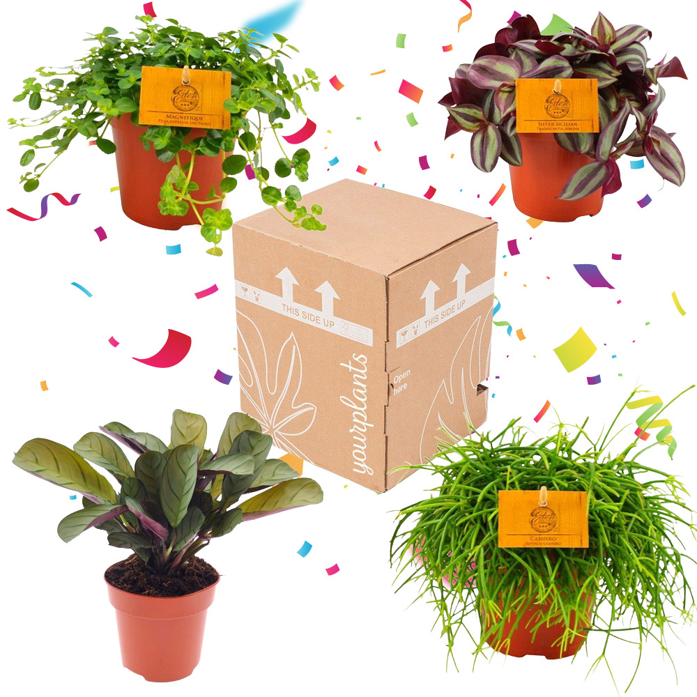 trui Slank aanvaarden Planten Surprise Box 4 Plantjes kopen - YourPlants