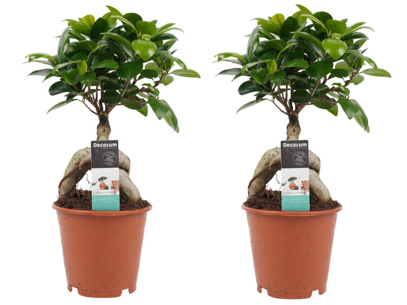 Twee Ficus Ginseng Bonsai Planten