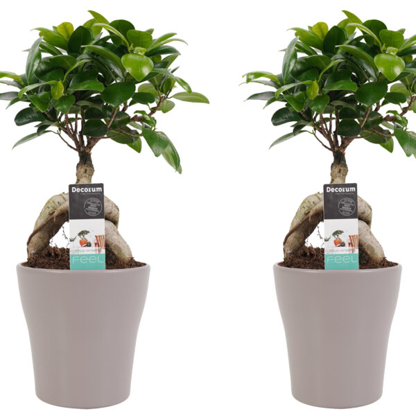 Twee Ficus Ginseng Bonsai Planten in Sierpot Taupe