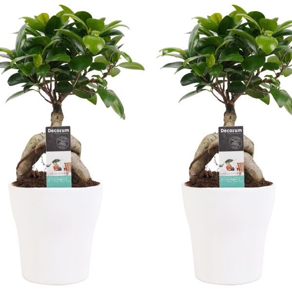 Twee Ficus Ginseng Bonsai Planten in Sierpot Wit