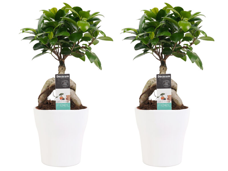 Twee Ficus Ginseng Bonsai Planten in Sierpot Wit