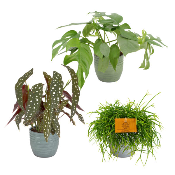 Trio Begonia maculata, Monstera Minima en Rhipsalis cashero