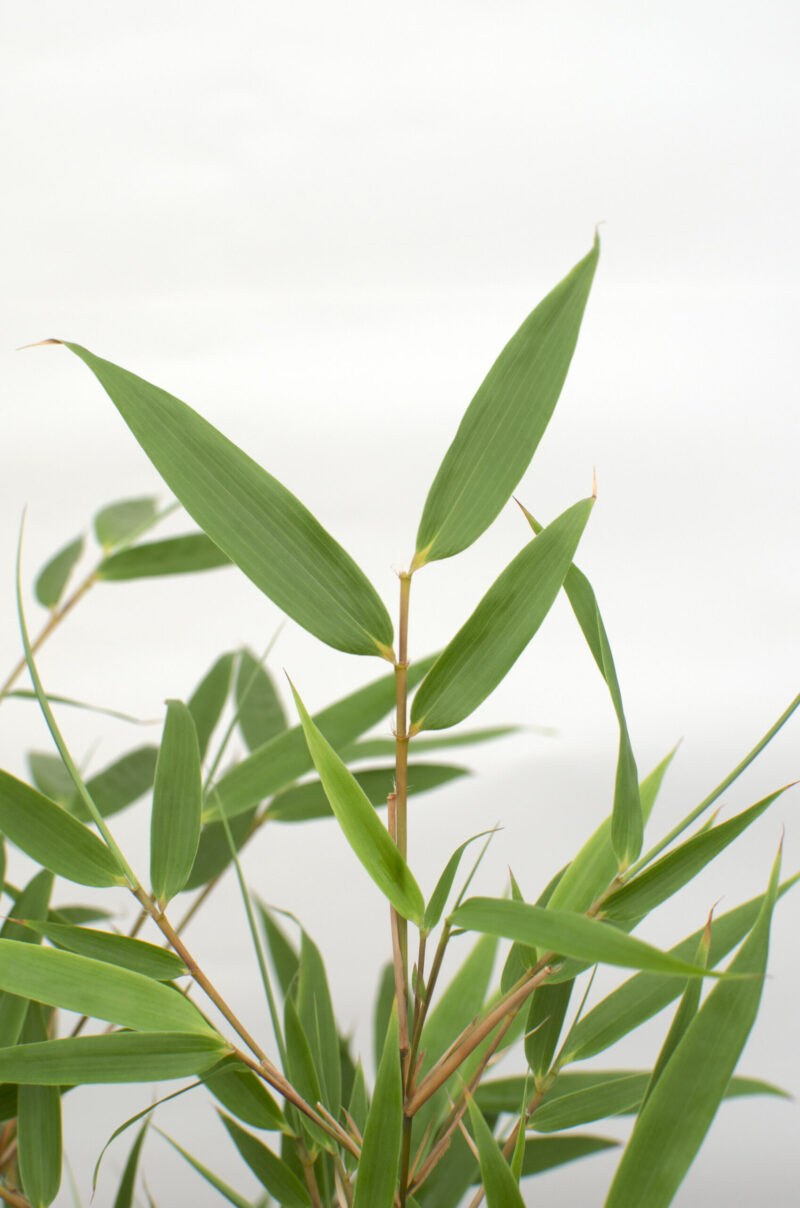 ‘Fargesia Rufa’ (Bamboe) in ELHO outdoor sierpot Greenville (zwart)