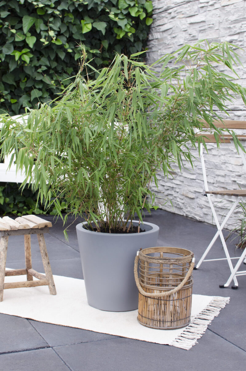 ‘Fargesia Rufa’ (Bamboe) in ELHO outdoor sierpot Greenville (wit)