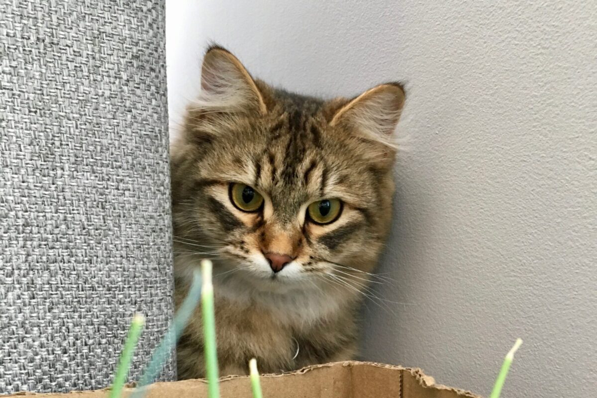 Kat kijkt naar nieuwe kamerplanten