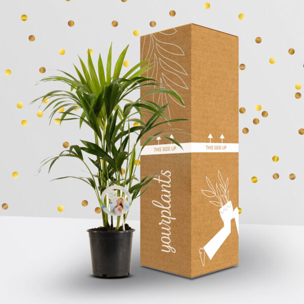 Planten Surprise Box 1 Plant