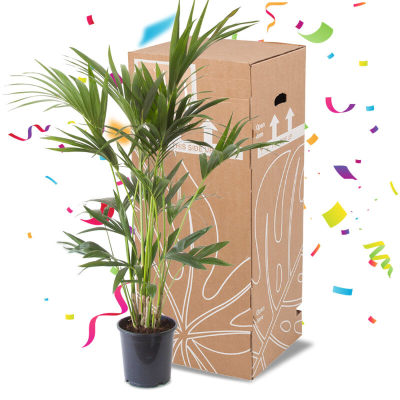 Planten Surprise Box 1 Plant