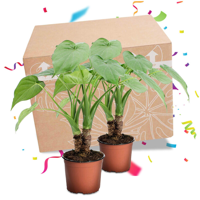 Planten Surprise Box 2 Planten