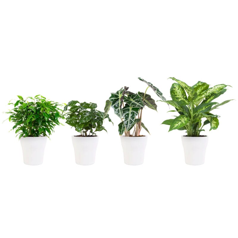 Plantenpakket hippe kamerplanten in Anne White keramiek