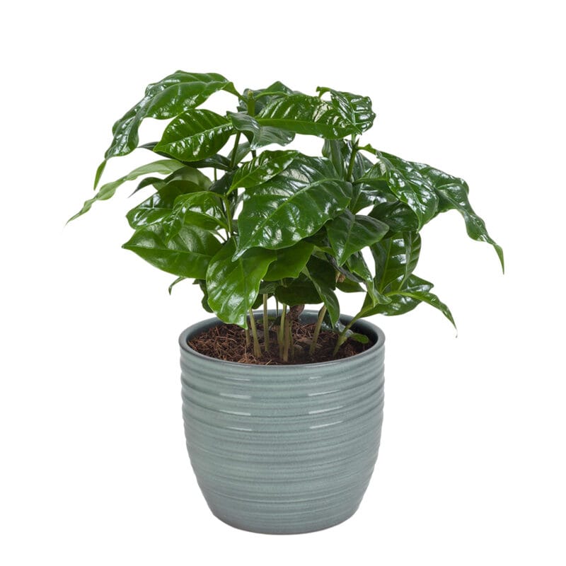 Plantenpakket met hippe kamerplanten in trendy keramiek