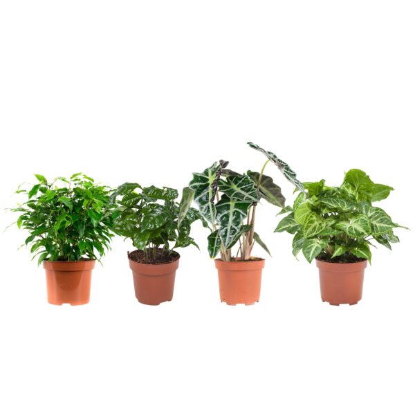 Plantenpakket  Ficus, Koffieplant, Olifantsoor of Skeletplant, Syngonium Arrow