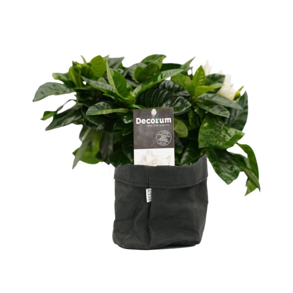 Gardenia Jasminoïdes in Sizo bag (zwart)