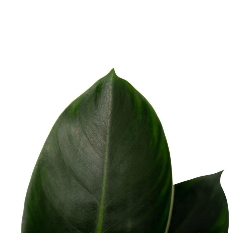 Philodendron Congo Apple In elho Sierpot Wit