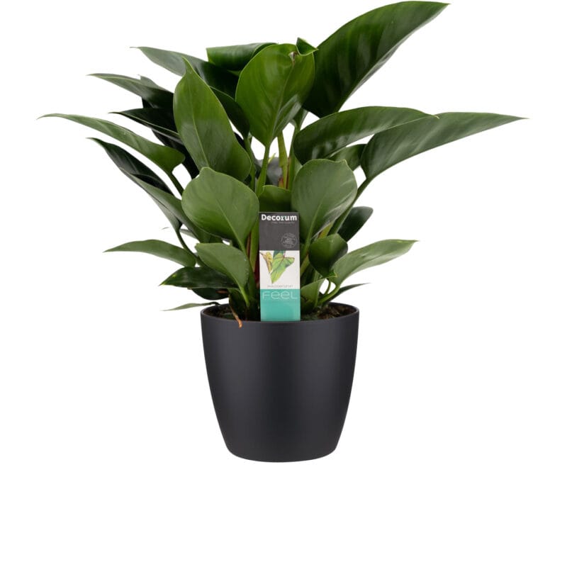 Philodendron Congo Apple In elho Sierpot Zwart