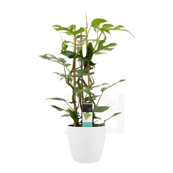 Philodendron Minima in ELHO sierpot Brussels (Wit)
