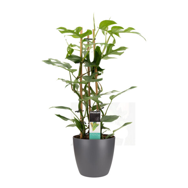 Philodendron Minima in ELHO sierpot Brussels (antraciet)